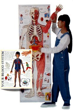 Body Book Cover