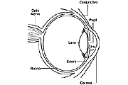 NEI eye image