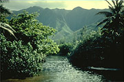 Hawaiian Rain Forest