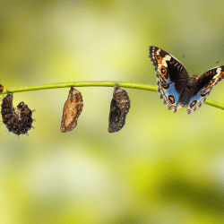 butterfly