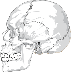 Skeletal System