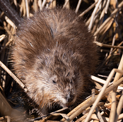 beaver lodge