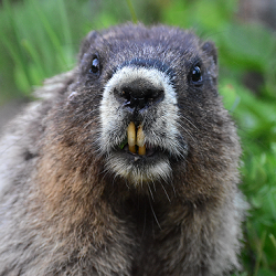 beaver