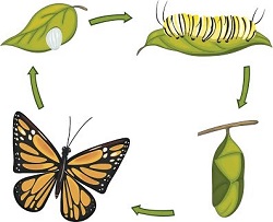 butterfly life cycle