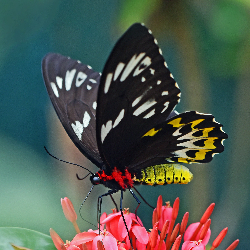 butterfly life cycle lesson