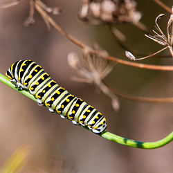 caterpillar lesson plan