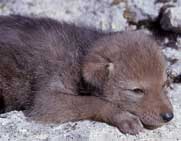 coyote cub