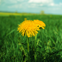 dandelion plants lesson