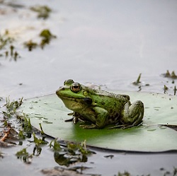 frog lesson