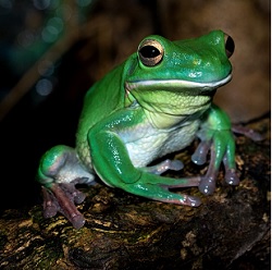 frog hibernation lesson