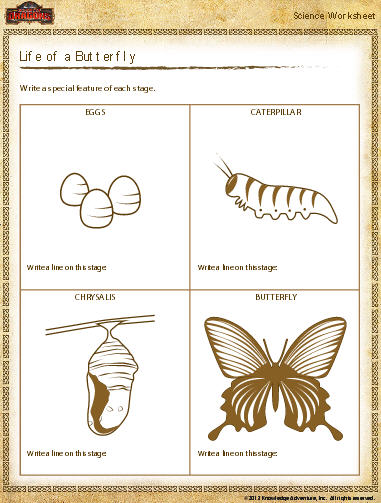 Butterfly Life Cycle Worksheet - Download | Education World