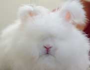 angora rabbit