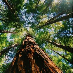 redwood trees lesson
