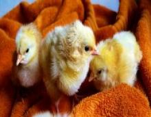 Happy Easter!: Eight Resources, Lesson Plans for Teachers