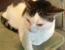 Student Yearbook Photo With Cat Goes Viral
