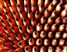 State Drops Midterms, Finals to Prepare for Common Core Testing