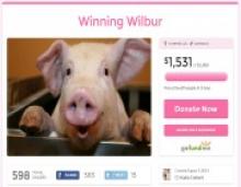 Woman Attempts to Save Pig From School Pork Raffle