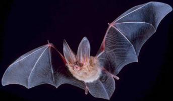 Bats in the Classroom: Activities Across the Curriculum | Education World
