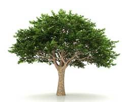 cant see the forest for the trees WordReference Forums