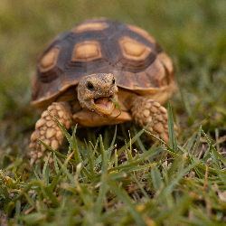 merlin the tortoise